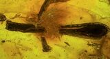 Detailed Fossil Flower and Plant Leaf In Baltic Amber #58116-2
